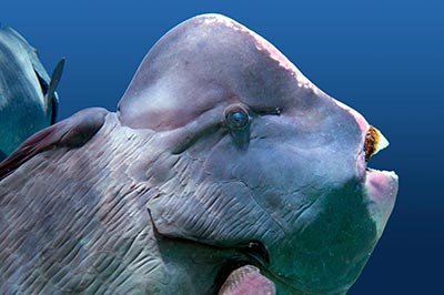 ގޮނބިލަނޑާ