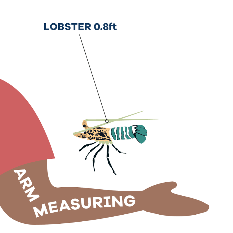 Lobster size information