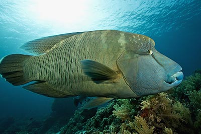 މާހުޅުނބު ލަނޑާ