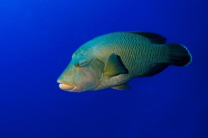 މާހުޅުނބު ލަނޑާ