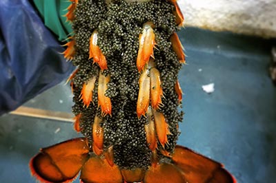 ބިސްހުރި އިހި