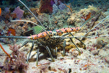 ބިސްހުރި އިހި