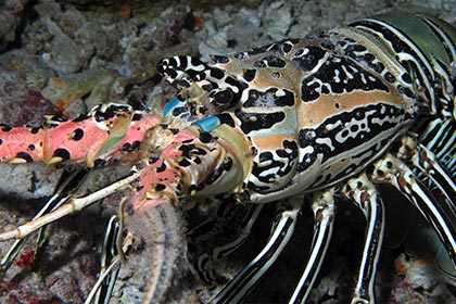 ބިސްހުރި އިހި