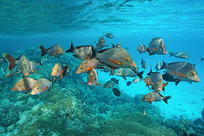 ރަތްމަހުގެ އާއިލާ