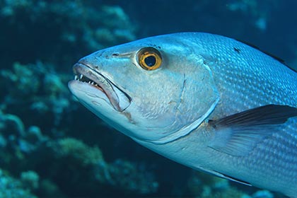 ރަތްމަހުގެ އާއިލާ